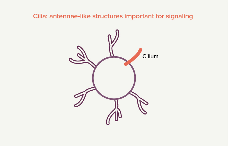 Cilia are tiny, hair-like protrusions on the surface of our cells