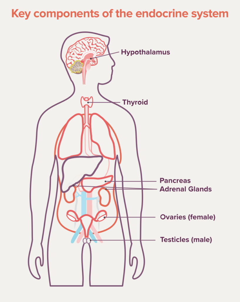 Key components of the endocrine system that pertain to POMC deficiency
