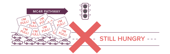 Traffic-light-broken MC4R pathway